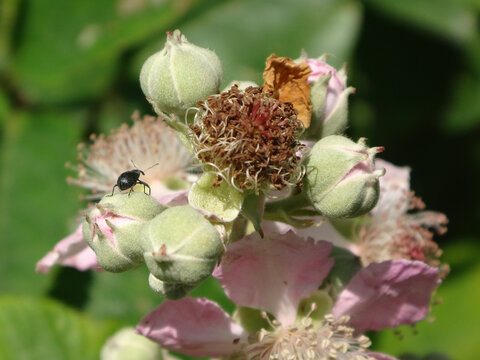 Strawberry blossom weevil (Anthonomus rubi) on rose flower bud
