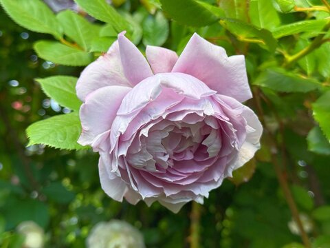 Beautiful cupped rose floribunda in garden.