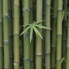 Fototapeta premium Green bamboo texture or pattern background