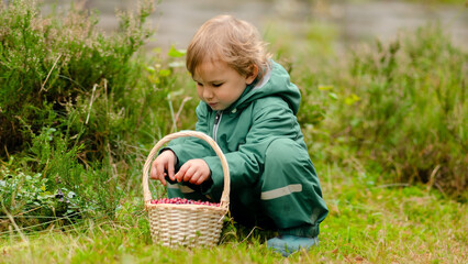 Toddler in membrane waterproof overalls and rubber boots sitting in autumn forest with cranberry basket, sorting berries and developing motor skills.