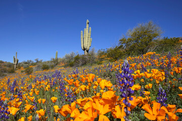 Arizona Desert Spring Bloom with Saguaro Cactus and Clear Blue Sky