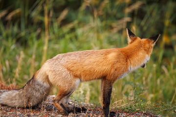 Red fox scavenging for food