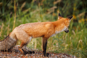 Red fox scavenging for food