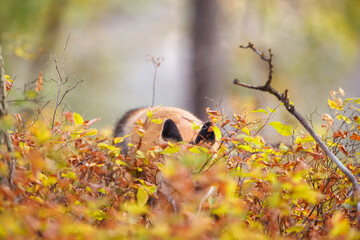 Red fox scavenging for food