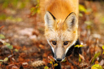 Red fox scavenging for food