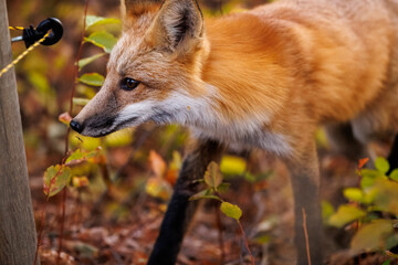 Red fox scavenging for food