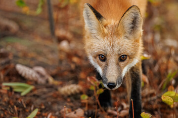 Red fox scavenging for food