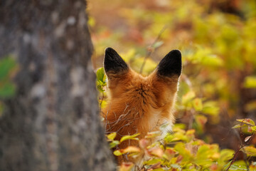 Red fox scavenging for food