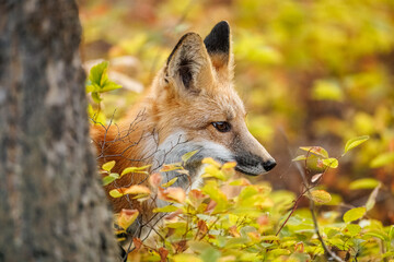 Red fox scavenging for food