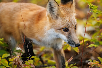 Red fox scavenging for food