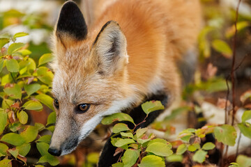 Red fox scavenging for food
