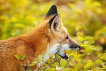 Red fox scavenging for food