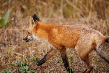 Red fox scavenging for food