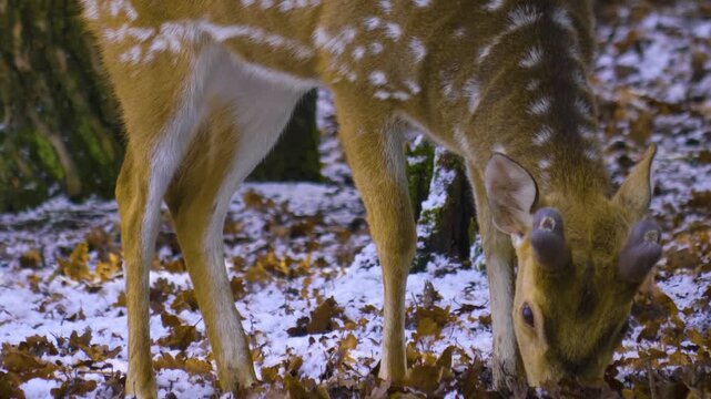 Close up of a young axis deer buck  standing around the forest in the winter on a snowy and cloudy day in january., searching for food