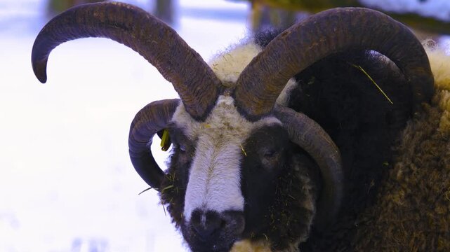 Close up of a four horn jacob sheep  standing around the forest in the winter on a sunny day in january., and watching.
