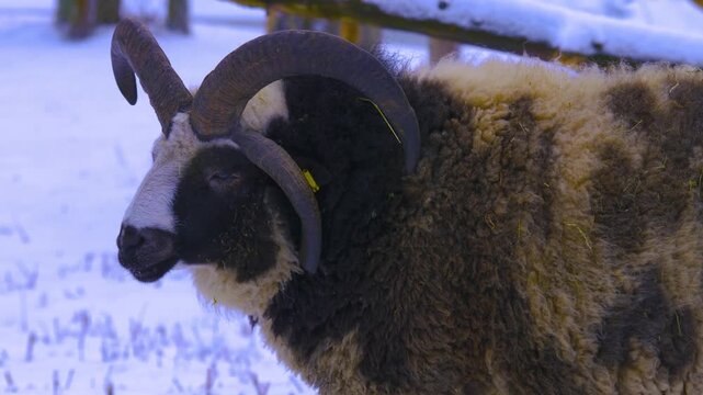 Close up of a four horn jacob sheep  standing around the forest in the winter on a sunny day in january., and watching.