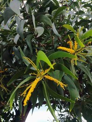 Acacia blooming flowers beitiful yellow tropical plants