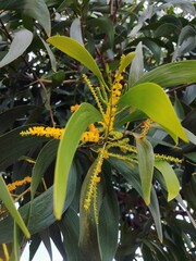 Acacia blooming flowers beitiful yellow tropical plants