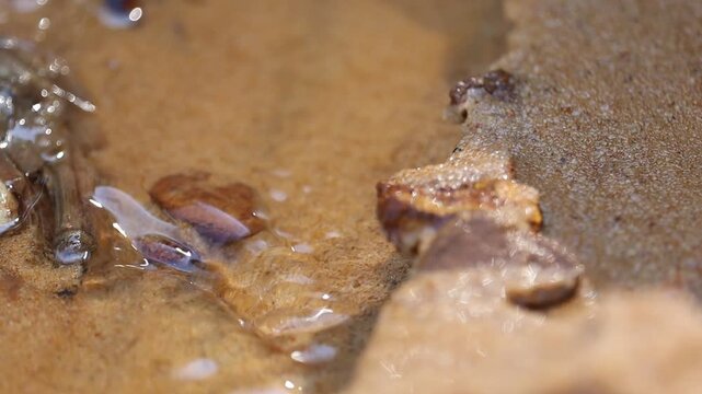 Caddisfly larvae cases underwater in shallow stream. These unique insects build shelters from natural materials, perfect for nature documentaries or scientific visuals.