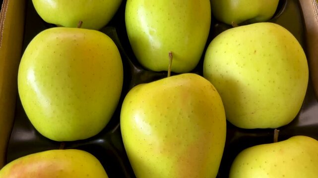 Golden parsi apples neatly arranged in a cardboard crate, tracking shot on apples are characterized by orange-golden browning of the skin