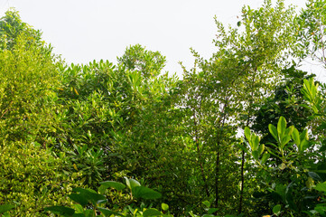 Fototapeta premium dense green forest