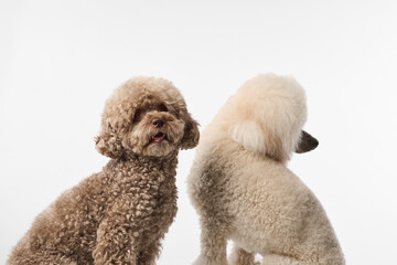 One brown and one white poodle stand together turned sideways. The dogs are posed in profile against a white studio backdrop.