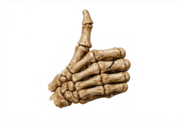 Skeleton hand making thumbs up gesture symbolising approval, success, death, gothic themes on transparent background
