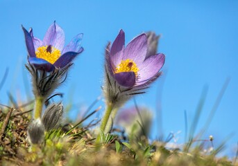 Pasqueflowers pulsatilla grandis greater pasqueflower