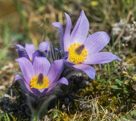 Pasqueflowers pulsatilla grandis greater pasqueflower