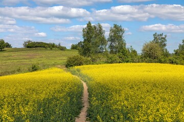 Field rapeseed canola colza Brassica napus path way
