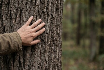Hand touching rough tree bark in forest close up