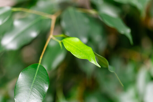Ficus benjamina developing new bright green leaf