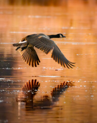 Canada goose flying low over glowing golden water at sunset mirrored wings in calm lake reflection wild migration freedom and resilience cinematic wildlife bird photography fine art nature moment