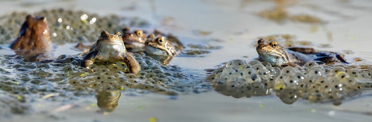 European Common brown Frog Rana temporaria group eggs