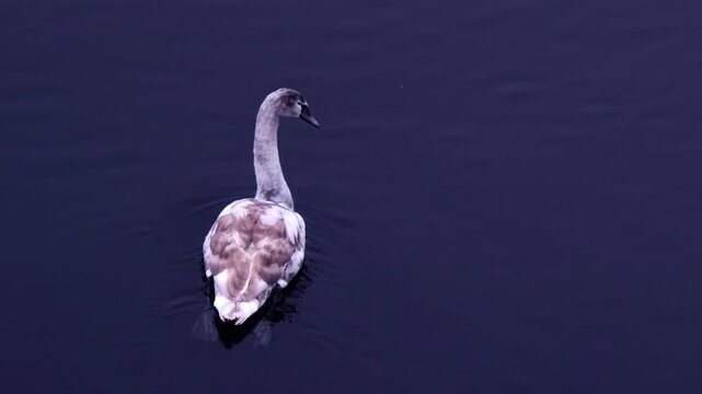 Serene high-angle view of a single cygnet swan gracefully swimming in the calm, deep blue water of a lake, leaving a subtle wake behind it and eventually exiting the frame