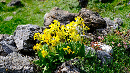 Close-up of vibrant yellow Cowslip Primula veris wildflowers blooming among grey limestone rocks in a green alpine meadow. 