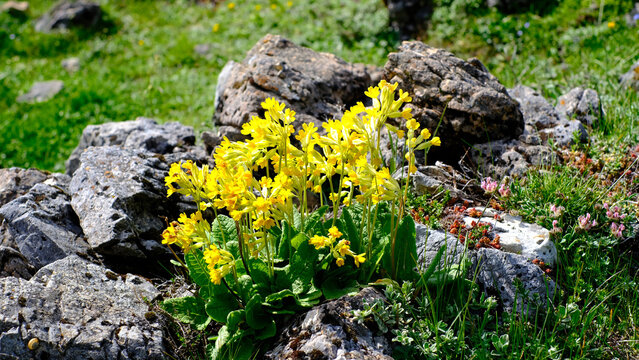 Close-up of vibrant yellow Cowslip Primula veris wildflowers blooming among grey limestone rocks in a green alpine meadow. 