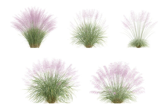 3D Illustration of Muhly Grass Plant with Delicate Pink Flowers on Transparent Background