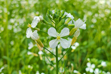 Thale cress or arabidopsis thaliana flowers with mist drops