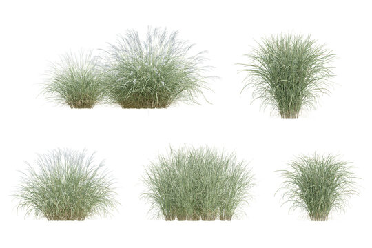 3D Set of Miscanthus Sinensis Plants in Various Growth Forms on Transparent Background
