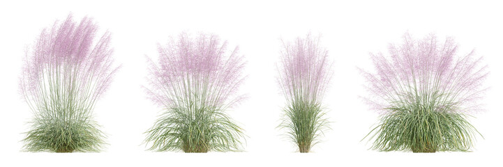 Muhly Grass Plant with Pink Flowers in Full Bloom Against a Transparent Background
