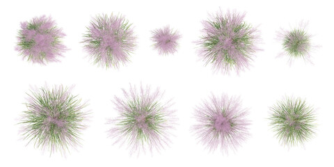 Top View of 3D Muhly Grass Plant with Soft Pink Blooms and Green Foliage on Transparent Background