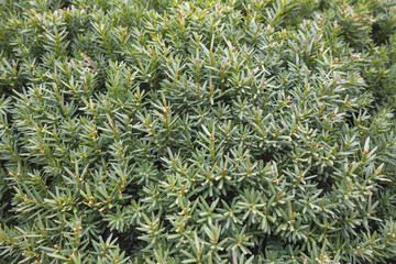 Dense Evergreen Shrub with Green Needle Leaves - Natural Conifer Texture Background