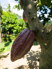 El fruto del cacao, llamado mazorca o vaina, es una baya ovalada y gruesa que protege en su...