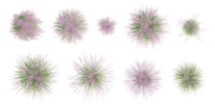 Top View of 3D Muhly Grass Plant with Soft Pink Blooms and Green Foliage on Transparent Background