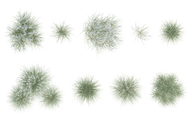 Top View of Miscanthus Sinensis Plant with Delicate Green Blades and Soft Texture on Transparent Background