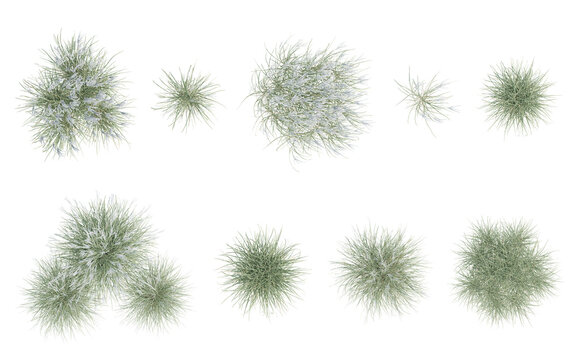 Top View of Miscanthus Sinensis Plant with Delicate Green Blades and Soft Texture on Transparent Background