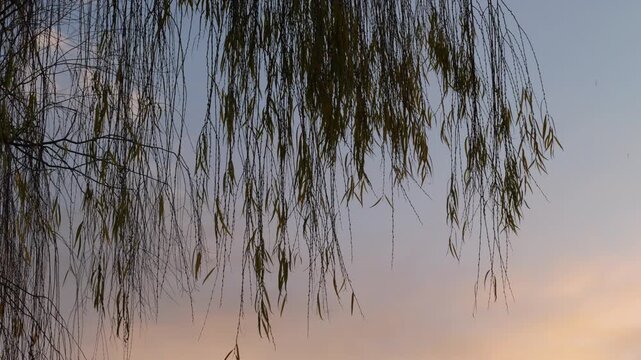 Tokyo,Japan - January 10, 2026: Leaves of willow tree at dawn