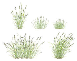 Set of 3D Render of Polypogon Fugax Plant With Multiple Growth Stages on Transparent Background
