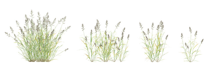 Polypogon Fugax Lush 3d Green Plant With Delicate Grass Clusters On Transparent Background